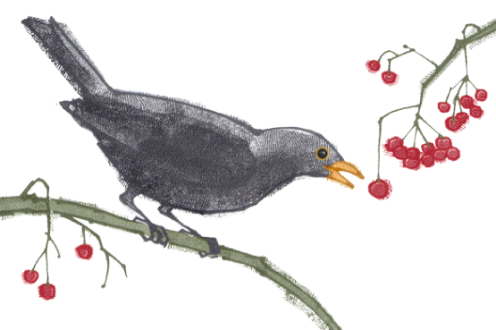 Blackbird