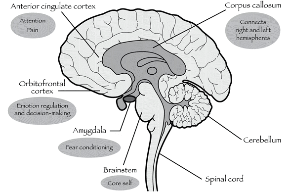 Brain