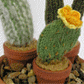 Cacti1