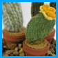 Cacti1