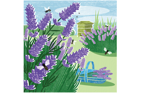 lavendergdn